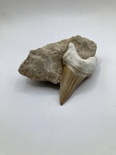 Otodus Obliquus Dente di