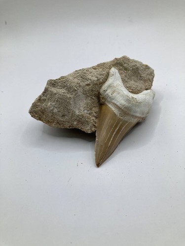 Otodus obliquus dente - otodus,