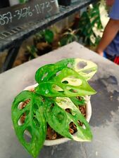 2 Piante Monstera Adansonii