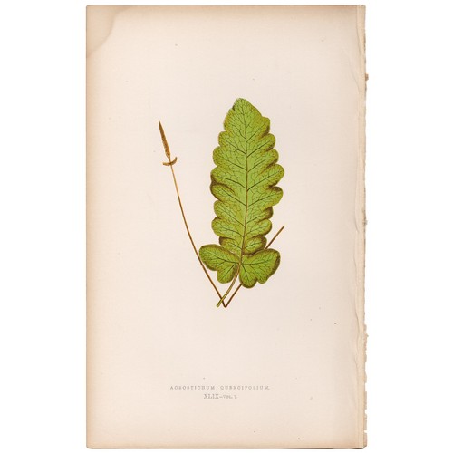 Antica stampa botanica - , 1872
