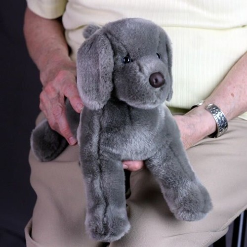 Weimaraner cane per comfort - per, e