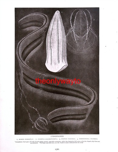 Stenofori salpa solitaria a - stenofori, e