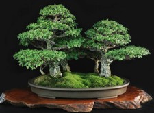 ULMUS LAEVIS - OLMO BIANCO, 10 SEMI SELEZIONATI