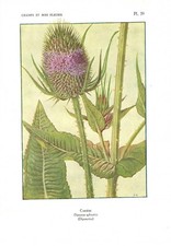 Stampa antica fiori liberty - fiori,