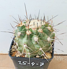 Copiapoa grandiflora pv2393 - grandiflora,