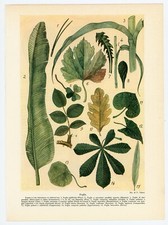 stampa botanica foglie piante