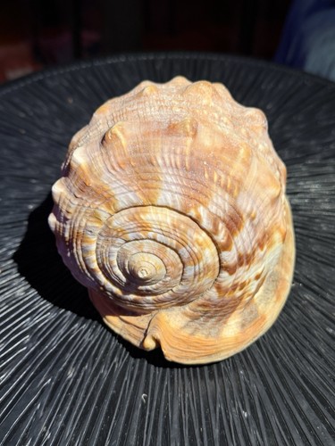 Conchiglia marina naturale - conchiglia,