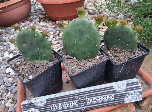 Opuntia humifusa merano cactus - merano,