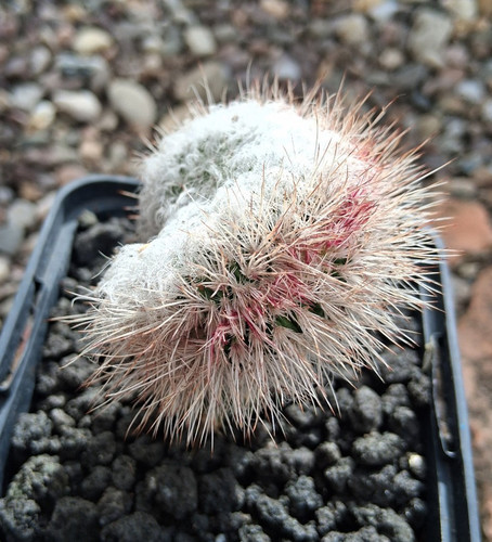 Echinocereus canus per