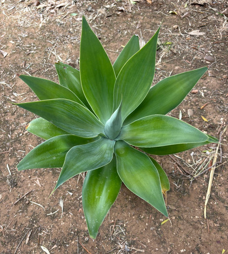 Agave attenuata pianta - agave, da