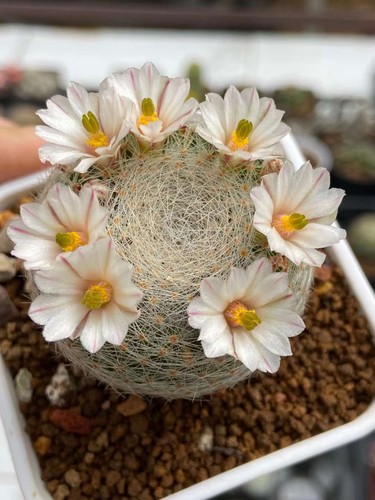 1pz rara pianta succulenta - 1pz,