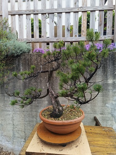 Bonsai yamadori pino mugo - pino,