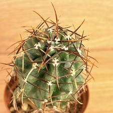Echinocereus fendleri var