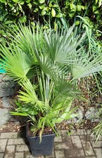 Palma nana resistente