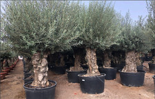 Ulivo olivo olea europea - olea,