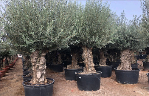 Ulivo olivo olea - ulivo, europea