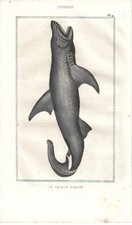 Stampa antica PESCE SQUALO De