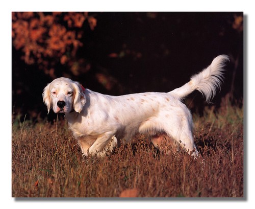 Setter inglese cucciolo cane