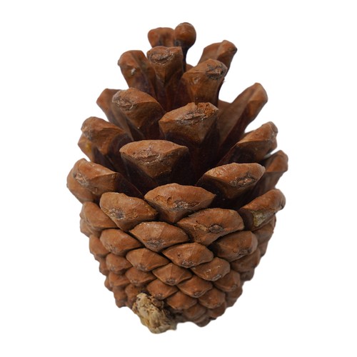 Artificiale zucche - zucche, di
