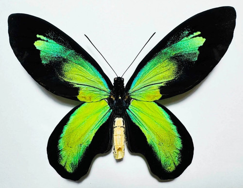 Ornithoptera victoriae - ornithoptera,