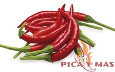 PEPERONCINO DA ALBERO 30 SEMI