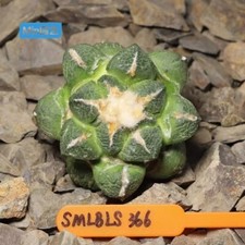 Pianta rara 7,5 cm succulenta