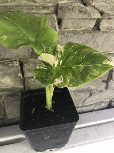 Alocasia macrorrhiza albo - alocasia,