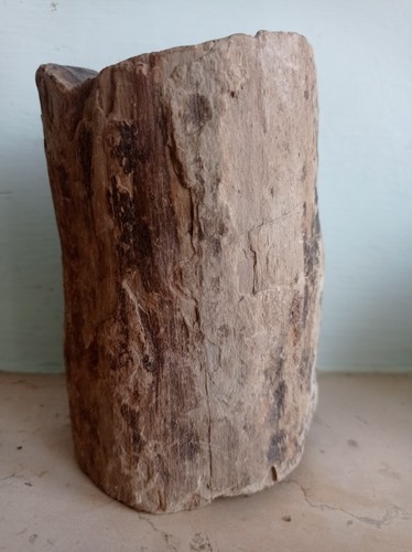 Legno fossile triassico fossil