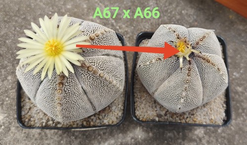 Semi astrophytum - 50,