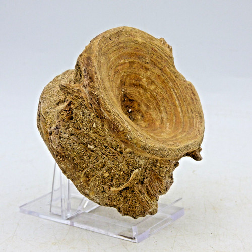 Prehistoric predatory eocene - prehistoric,
