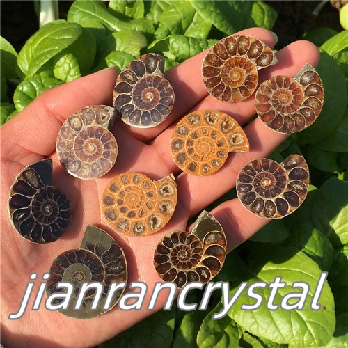 Pezzi top ammonite - pezzi,