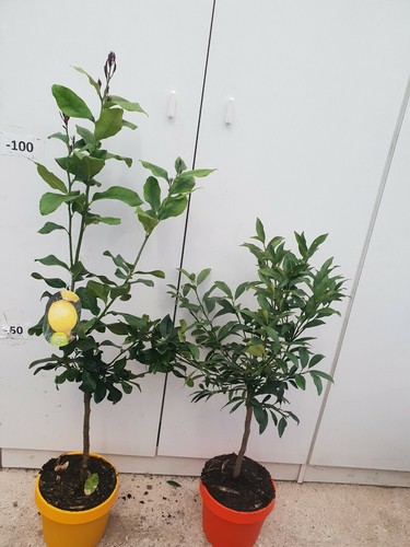 Pianta limone stagioni in - stagioni,