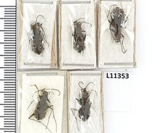 Carabidae, Cicindela