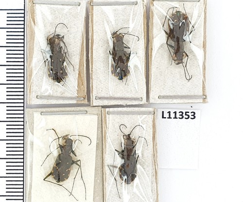 Carabidae cicindela - carabidae,,