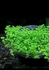 Semi Prato Acquario CONSEGNA