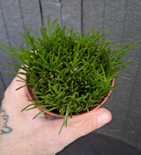 Ornithogalum lithopsoides (Vanwykskraal, RSA) PLANT ebay-P148