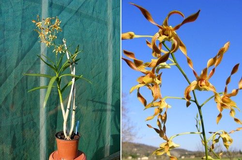 Dendrobium shower - dendrobium,
