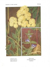 Stampa antica FIORI LIBERTY