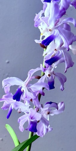 Vanda blue heavenstair - blue, 1