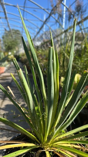 Yucca filamentosa golden - filamentosa, "golden