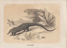 Pangolino Cinese (Manis