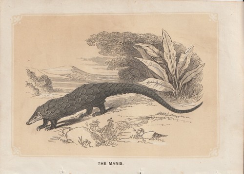 Pangolino cinese manis - cinese, (manis