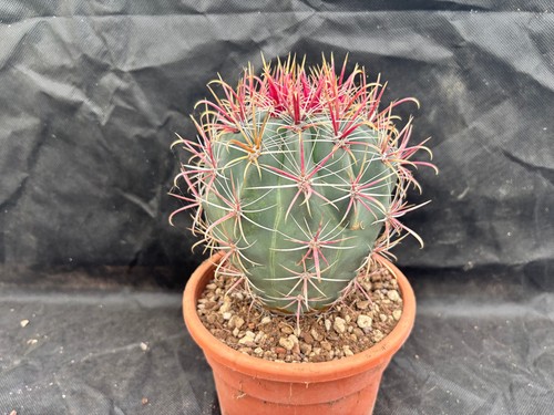 Ferocactus gracilis coloratus - gracilis,