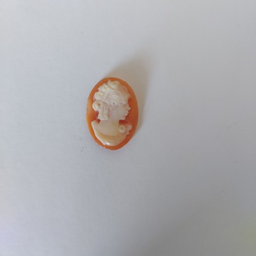 Cammei camei cameo - camei, conchiglia