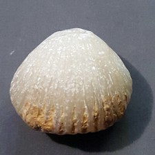 CYCLOTHYRIS GLOBATA fossili, brachiopodi, Giura (Francia)