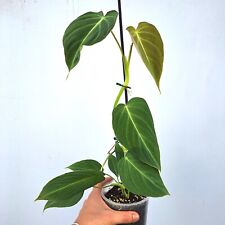 Philodendron GLORIOUS
