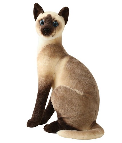 Nuovo gatto siamese pollici - nuovo,