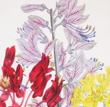 1841, J.W. LOUDON 1° EDIZIONE. FINISSIMO ANTICO ACQUERELLO ORIGINALE PERENNI YEF