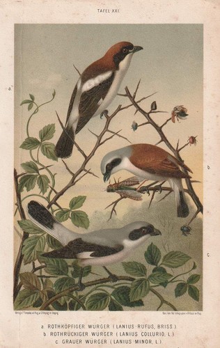 C1890 sperlingsvögel würger - sperlingsvögel,