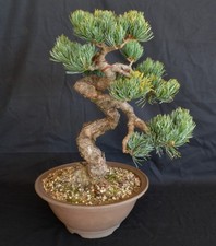 BONSAI DI PINUS PENTAPHYLLA